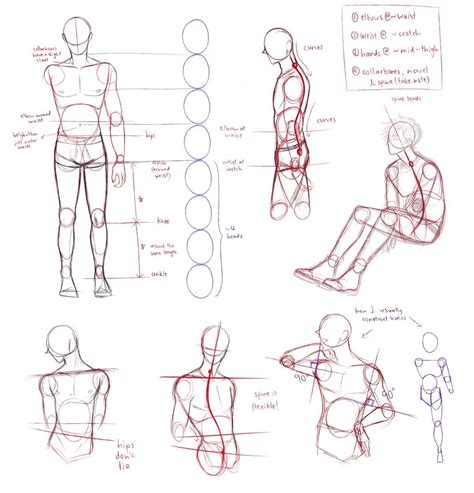 male anatomy guide tips tutorial anatomy face profile human body