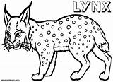 Lynx Coloring Pages Canada Sheet Designlooter Popular Print Template 47kb 1000 Siberian sketch template