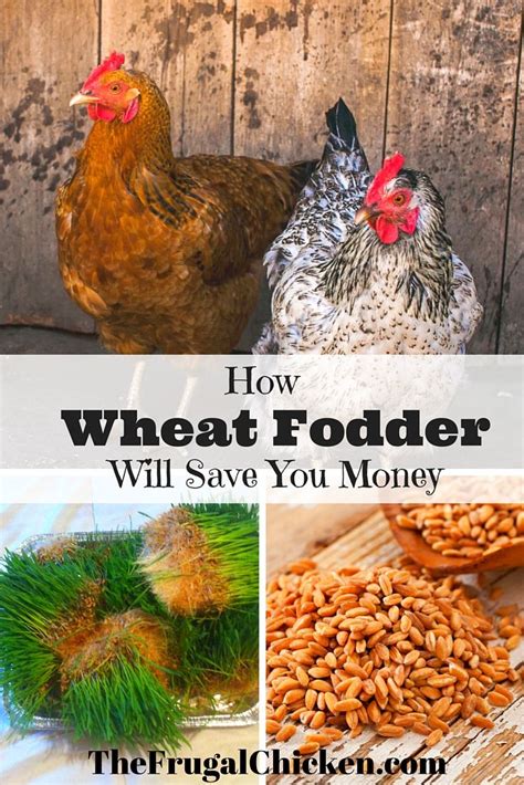 growing fodder for chickens means healthier hens read more hens and money