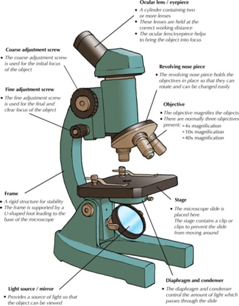 definitions   parts   microscope researchmethodswebfccom