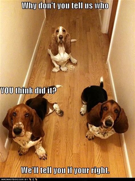 21 Funny Basset Hound Quotes And Sayings Page 2 Of 5