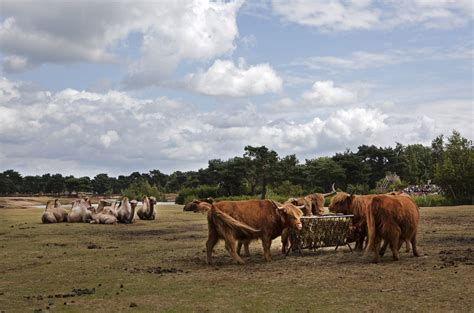 safaripark beekse bergen nrc