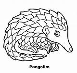Pangolin Pangolim Pangolino Colorare Colorir Designlooter sketch template