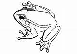 Bullfrog American Coloring Frog Drawing Bull Pages Getdrawings sketch template