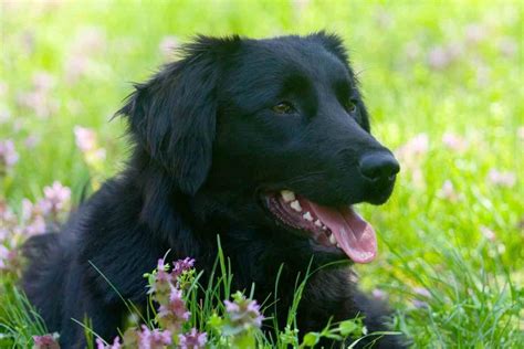 breed  dog    black golden retriever retriever advice