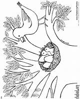 Coloring Pages Bird Baby Birds Parshah Ki Taking Send Away Must Mother Before Chabad sketch template