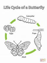 Coloring Cycle Butterfly Life Pages Printable Drawing sketch template