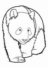 Pandas Disegno Coloriages Justcolor Animale Everfreecoloring sketch template