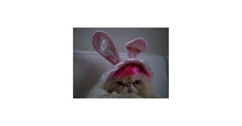 funny angry cat with bunny ears popsugar love and sex