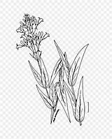 Drawing Plant Line Digitalis Penstemon Purpurea Plants Save Wetland sketch template