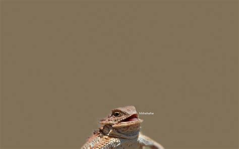 [image 804891] laughing lizard hhhehehe know your meme