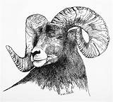 Sheep Drawing Big Horned Bighorn Drawings Colin Arca Williams Pen Ram Horn Animal Draw Fineartamerica Ink Sketches животных эскизы Tattoo sketch template