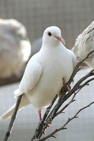 doves yahoo image search results pet birds beautiful birds bird