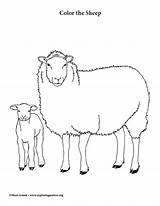 Sheep Coloring sketch template