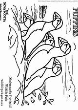 Moine Macareux Pulcinella Malvorlage Frailecillo Colorare Mare Papegaaiduiker Educolor Educima Papageitaucher Educol Schulbilder sketch template