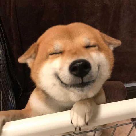 pictures  shiba inu owners    funny  dogman
