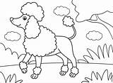 Poodle Coloringpagesonly Poodles sketch template