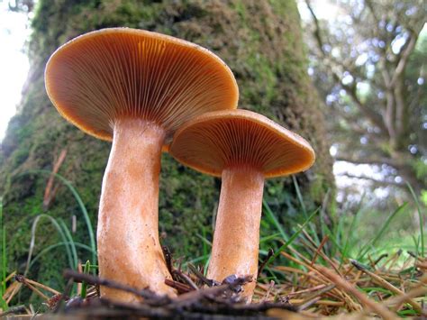 Pin On Fungi