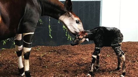 safaripark beekse bergen verwelkomt okapi een bedreigde giraffe soort tilburgcom