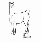 Llama Coloring Pages Color Print sketch template