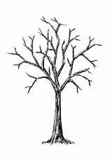 Tree Bare Drawing Clipart Trees Coloring Template Branches Print Clip Pages Cliparts Finger Line Drawings Library Wallpaper Easy Inky Thumbprint sketch template
