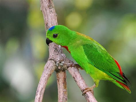 blue crowned hanging parrot hiking  green isle