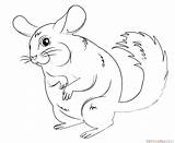 Chinchilla Draw Cartoon Drawing Chinchila Step Animal sketch template