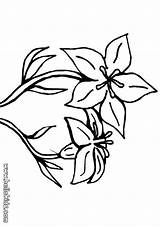 Lily Pages Coloring Flower sketch template