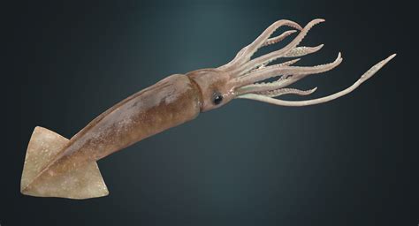giant squid  behance
