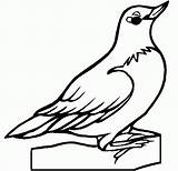 Oklahoma Drawing Stanley Goldfinch Coloringhome sketch template