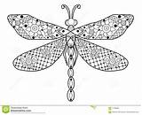 Dragonfly Libellula Adulti Coloritura Dragonflies sketch template