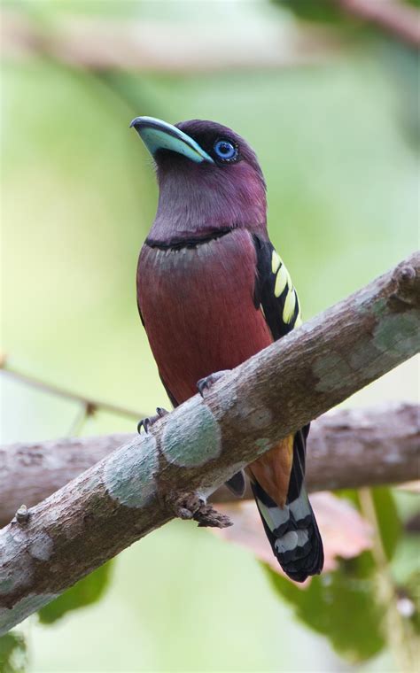 banded broadbill eurylaimus javanicus