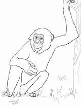 Coloring Pages Chimpanzee Bonobo Printable Drawing Kids Bestcoloringpagesforkids sketch template