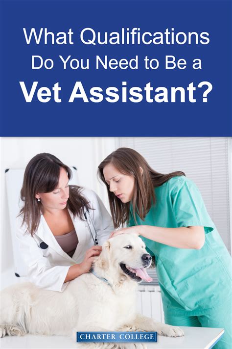 qualifications       vet assistant vet assistant veterinary assistant