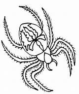 Spider Coloring Hairy Netart sketch template