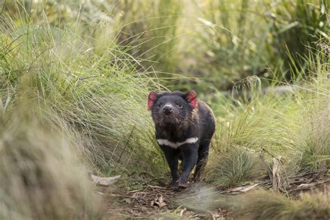 tasmanian devils return  mainland australia   time