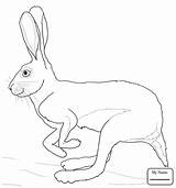 Coloring Pages Hare Desert Drawing Running Hares Printable Colouring Animal Getdrawings Drawings Supercoloring Choose Board sketch template