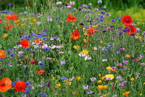 blumenwiese foto bild natur pflanzen pilze flechten landschaft