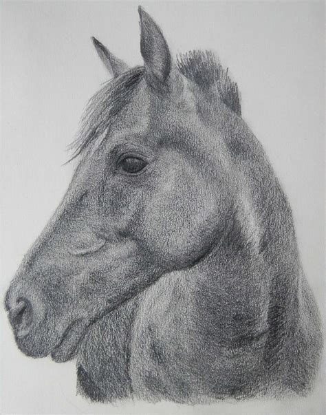 black horse head drawing images