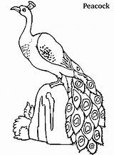 Merak Burung Mewarnai Peacocks Anak Tk Paud Coloringme Berbagai sketch template