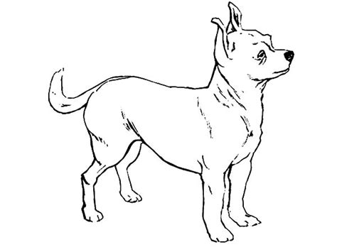 draw chihuahua dog coloring pages netart
