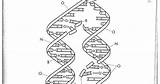 Heredity Genetics sketch template