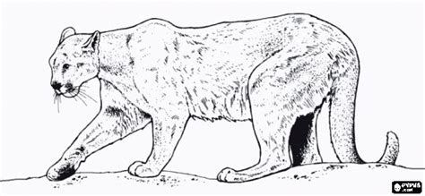 pin  kat arn  mural lion coloring pages lion images coloring pages