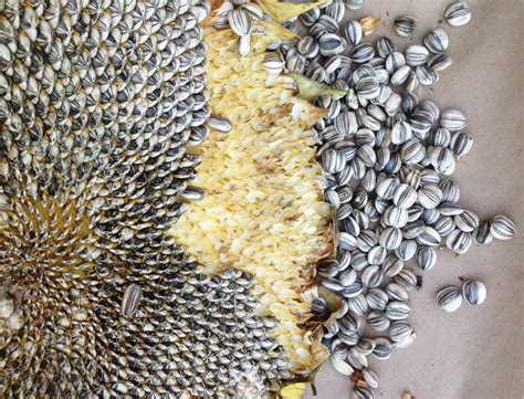 roasting sunflower seeds  tale  trial  error city girl farming