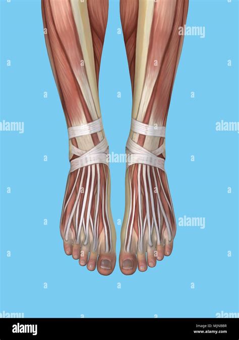 diagram  foot  res stock photography  images alamy
