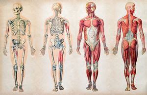 human body description anatomy facts britannicacom