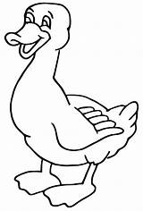 Duck Animals Coloring Pages Printable Drawing Drawings sketch template