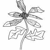 Coloring Growing Plants Canadensis Sanguinaria Coloringsky sketch template