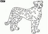 Felinos Gepard Cheetah Malvorlage Kostenlos Pintar Pintada Onça Feline Ausmalbilder Jaguar Felines Coloriage Guepard Cheeta Afrikaanse Katachtige Malvorlagen Tigre Drucken sketch template