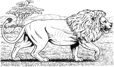 king   jungle  lion coloring pages lion birthday party ideas